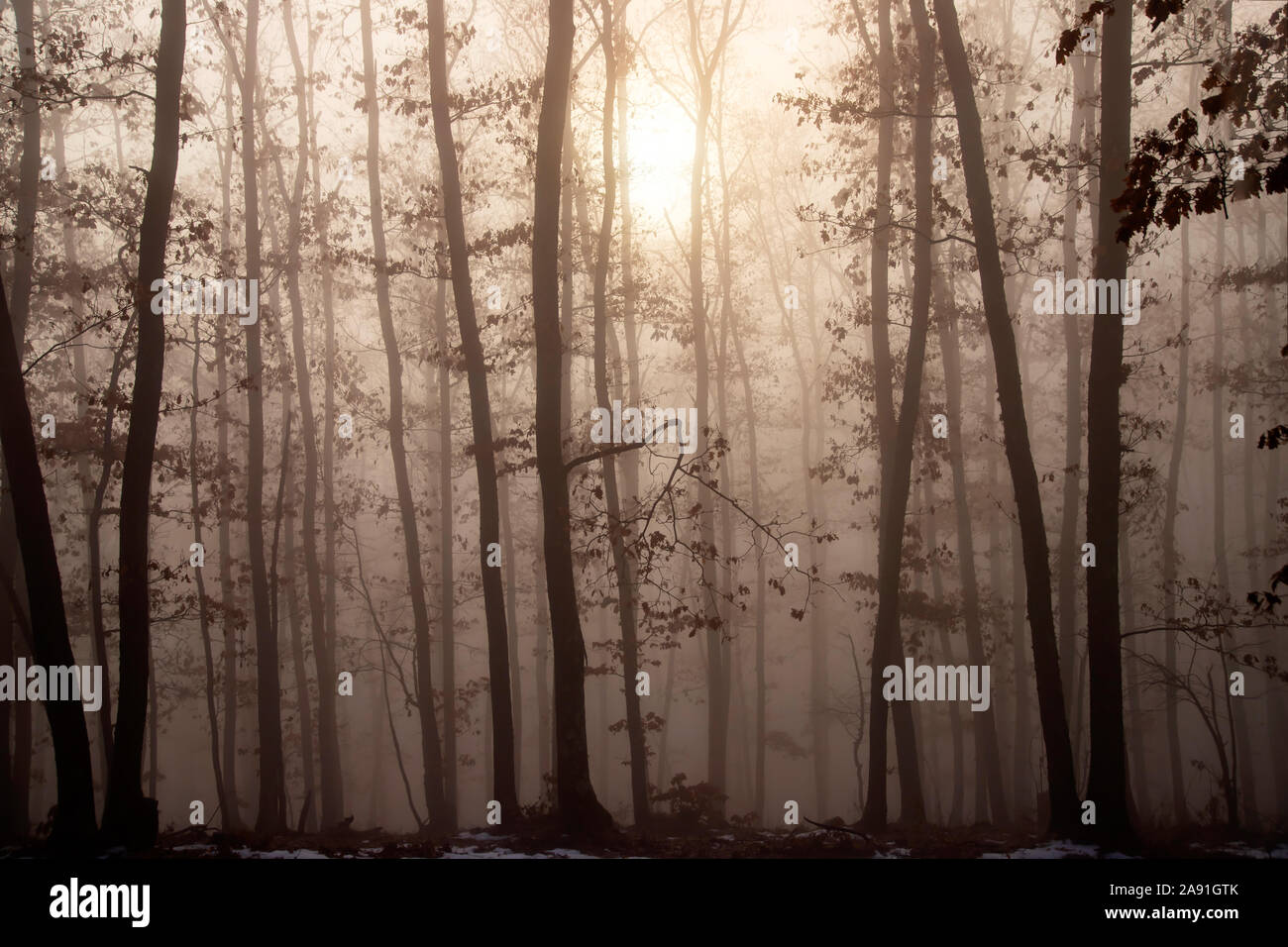 Magic, mysterious forest with trees in fog Stock Photo - Alamy