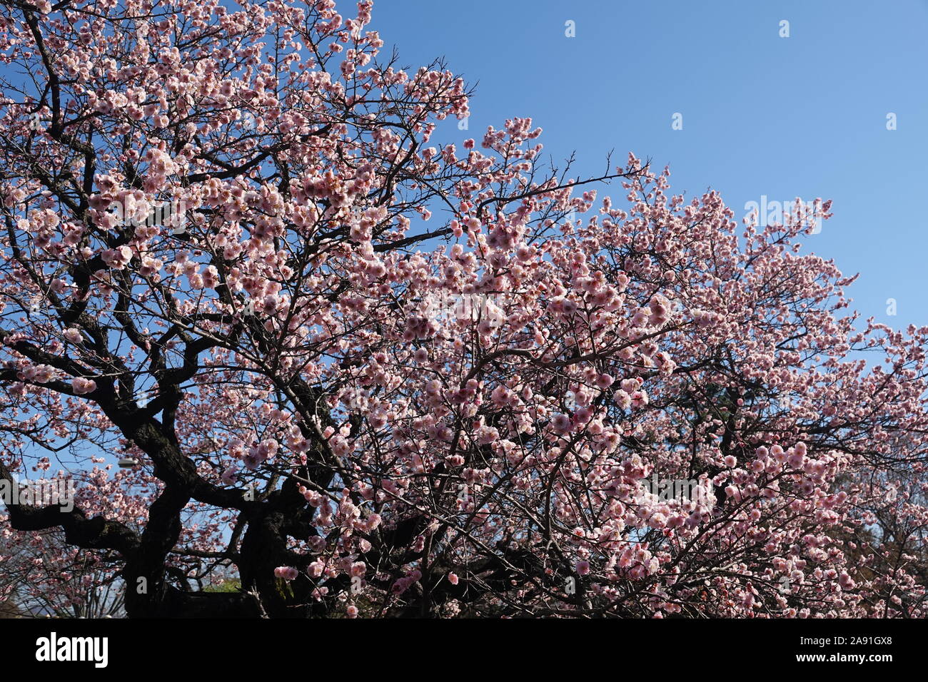 Spring in Republic of Korea Stock Photo