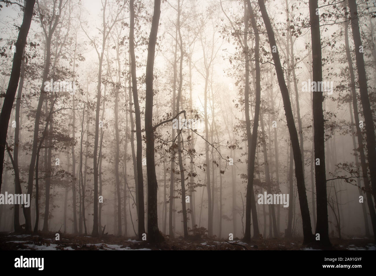 Magic, mysterious forest with trees in fog Stock Photo - Alamy