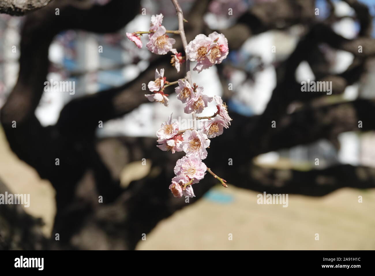 Spring in Republic of Korea Stock Photo