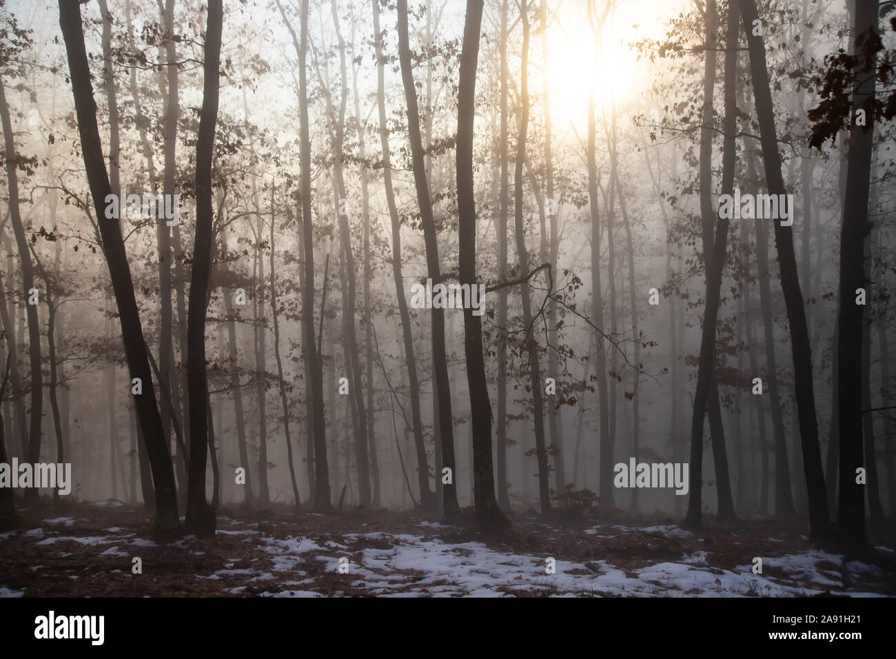 Magic, mysterious forest with trees in fog Stock Photo - Alamy