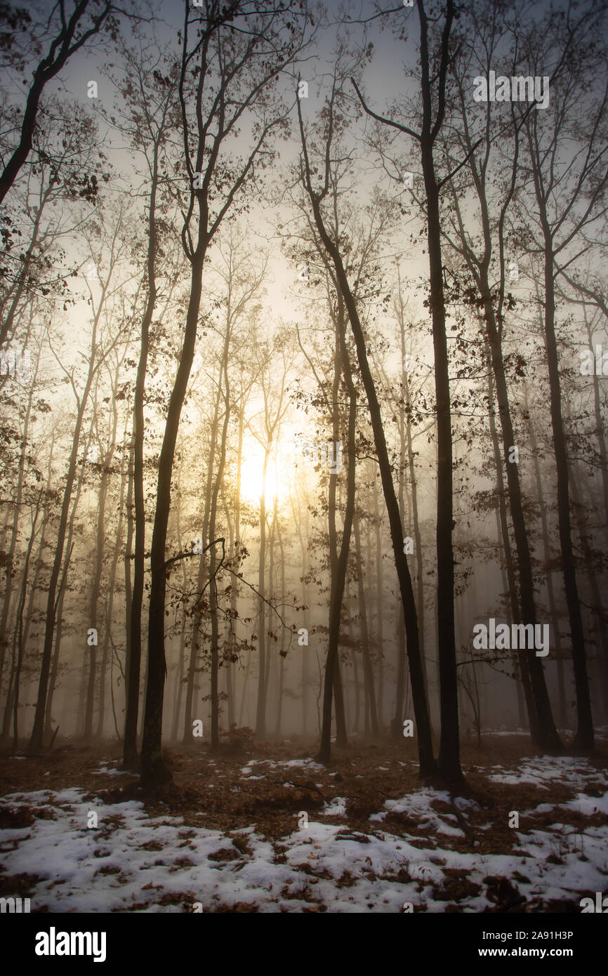 Magic, mysterious forest with trees in fog Stock Photo - Alamy