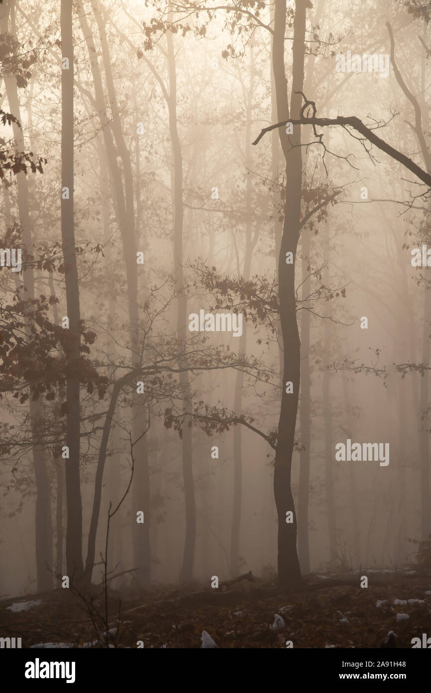 Magic, mysterious forest with trees in fog Stock Photo - Alamy
