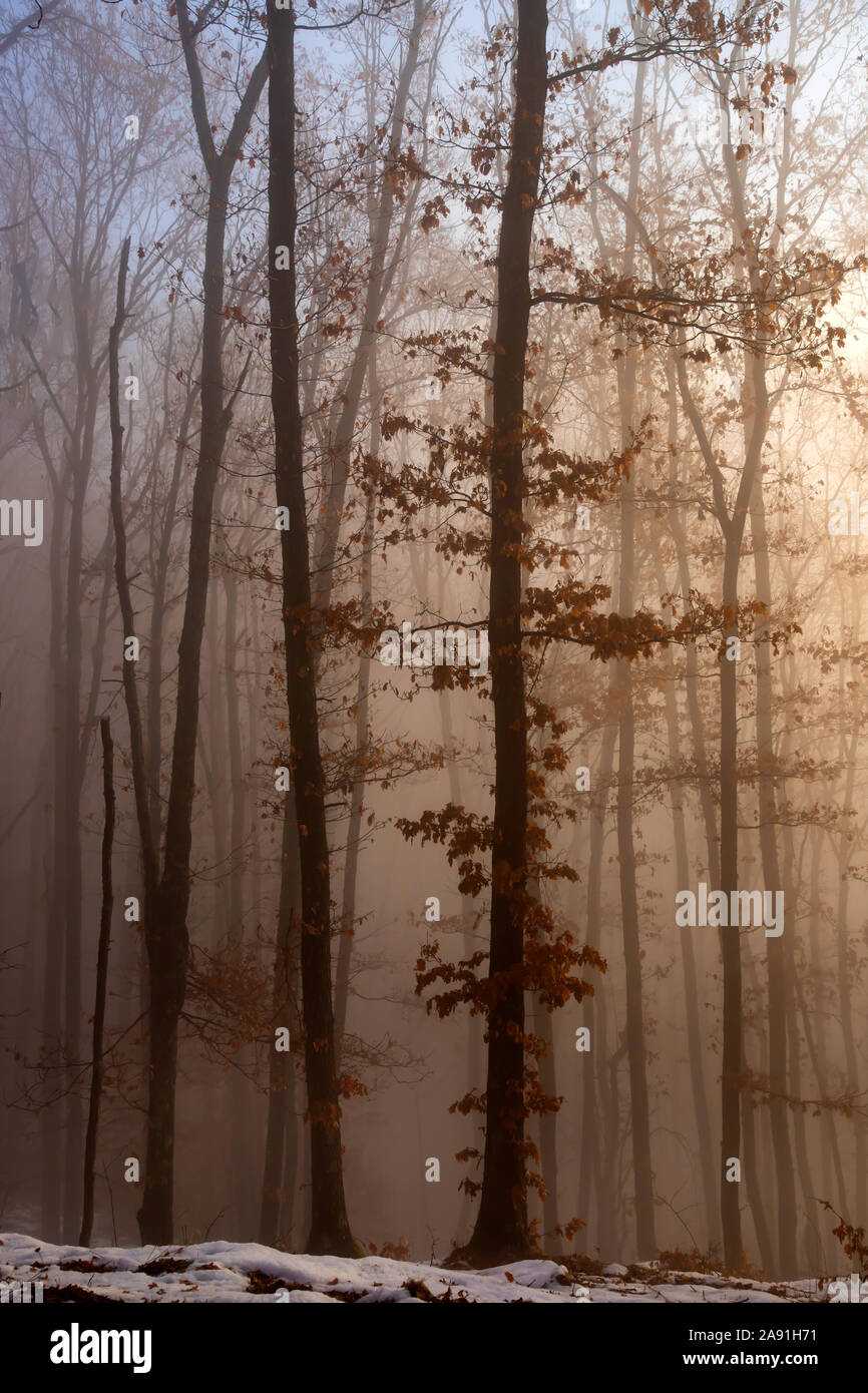 Magic, mysterious forest with trees in fog Stock Photo - Alamy