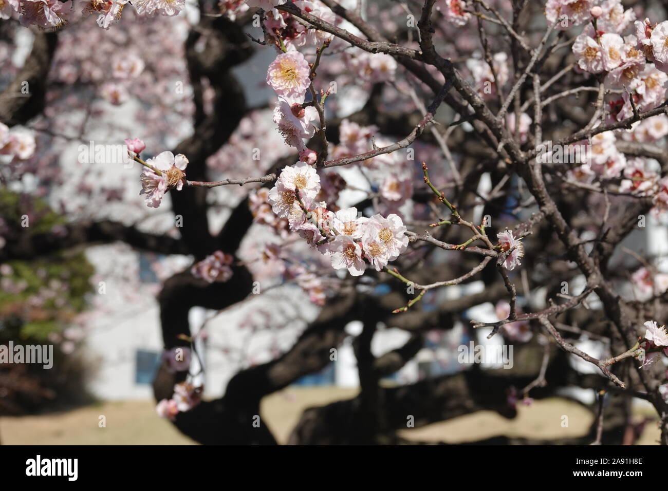 Spring in Republic of Korea Stock Photo