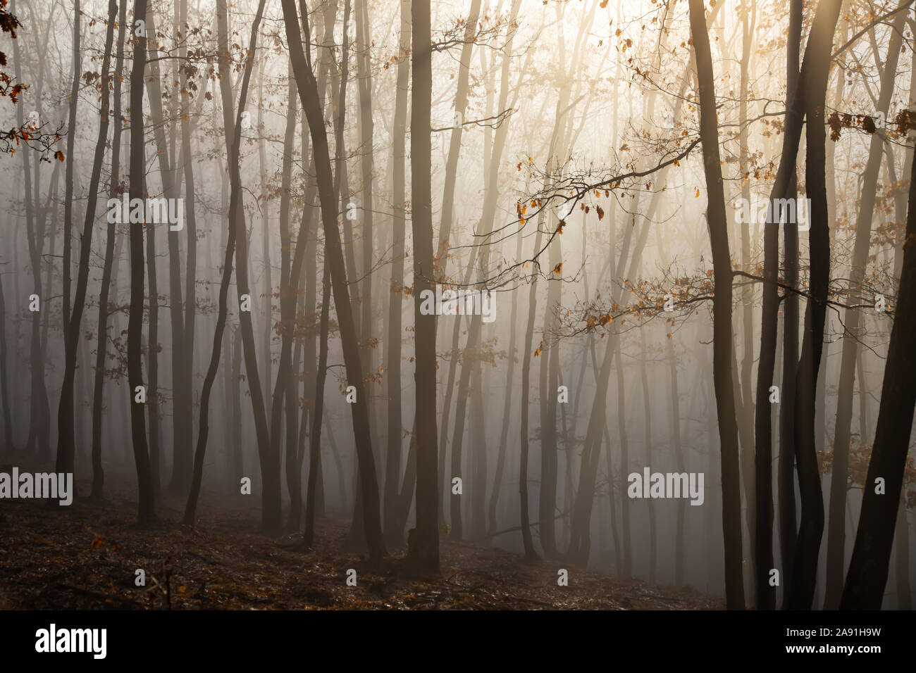 Magic, mysterious forest with trees in fog Stock Photo - Alamy