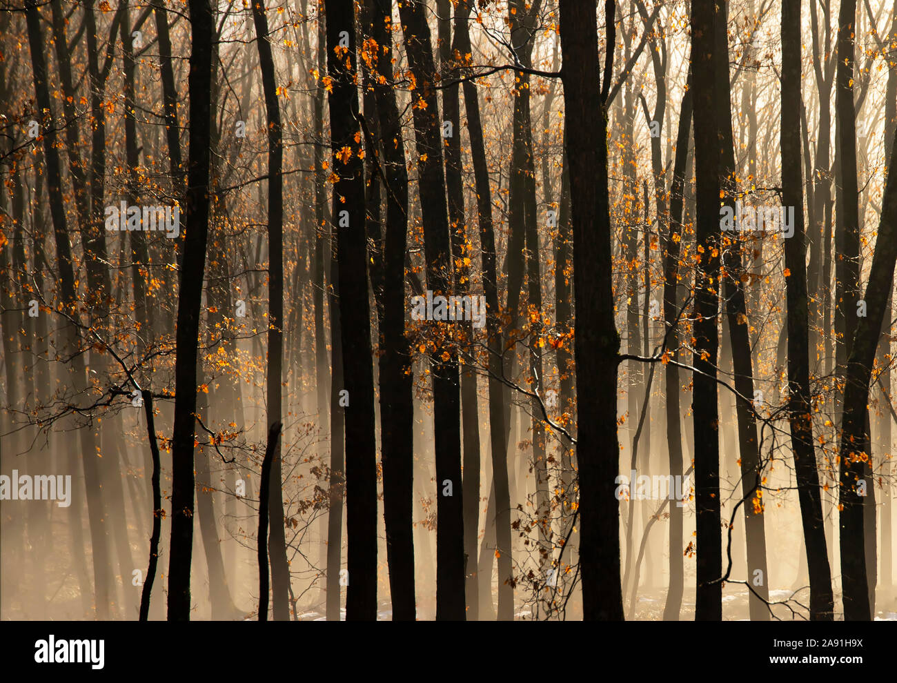 Magic, mysterious forest with trees in fog Stock Photo - Alamy