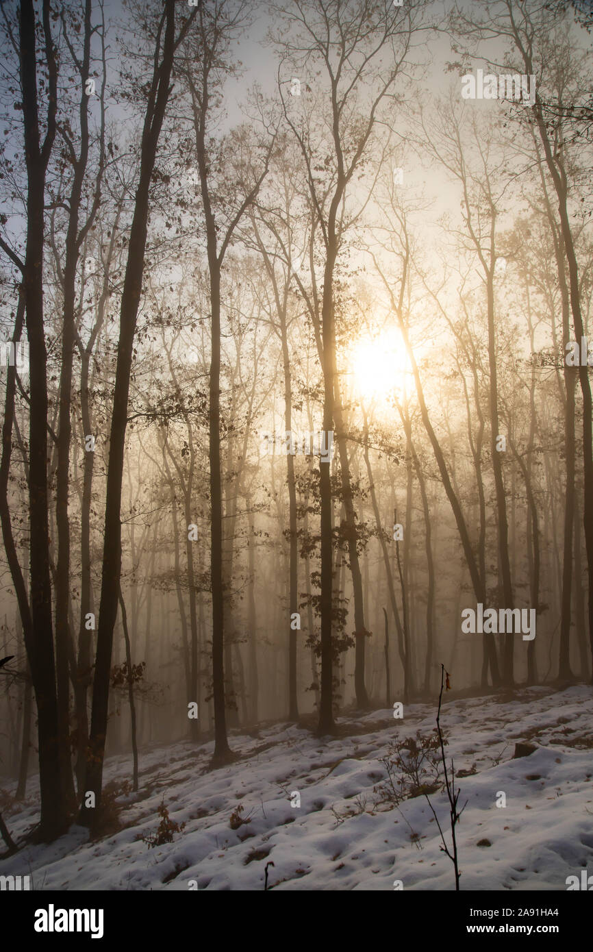 Magic, mysterious forest with trees in fog Stock Photo - Alamy