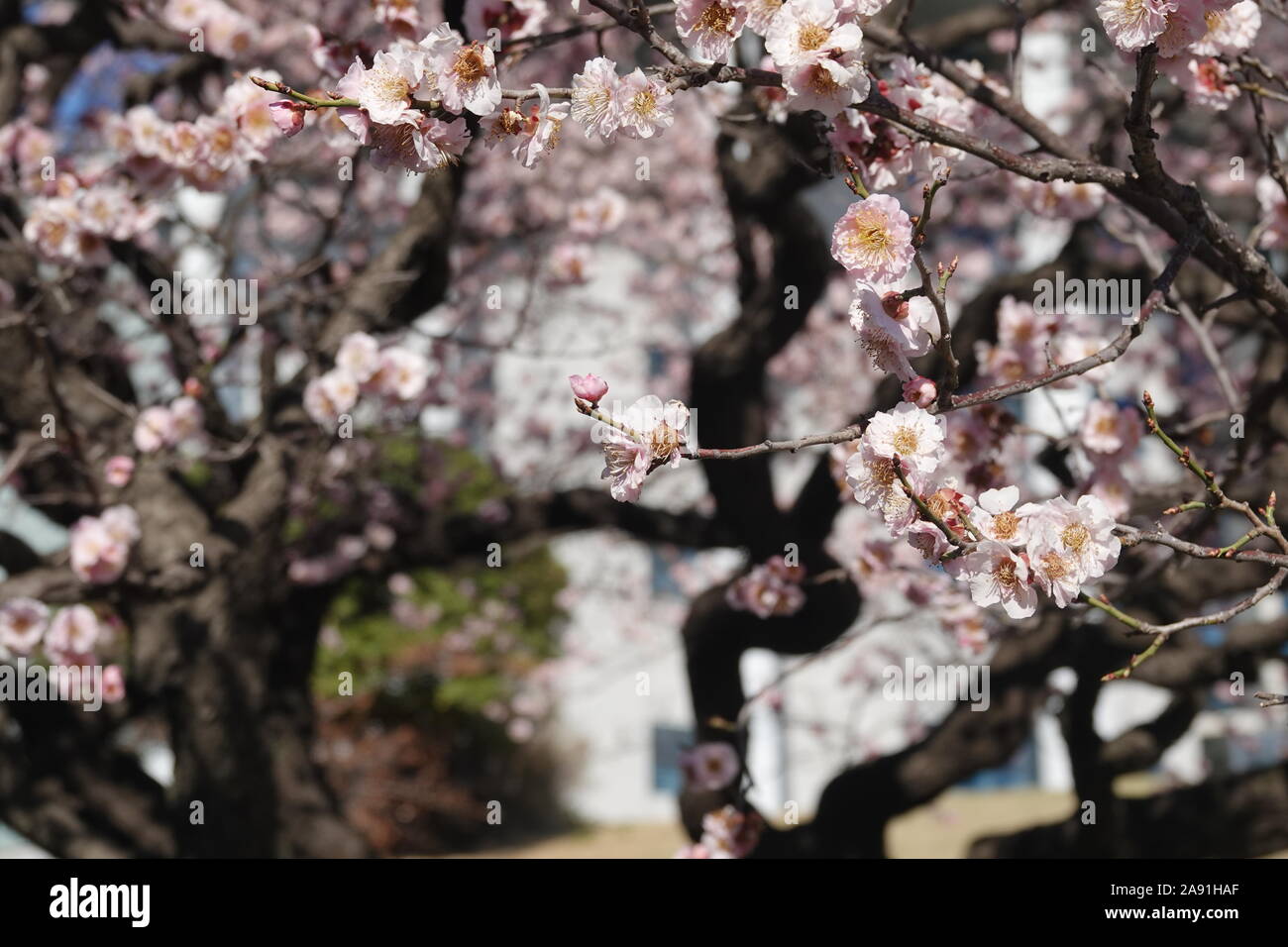 Spring in Republic of Korea Stock Photo