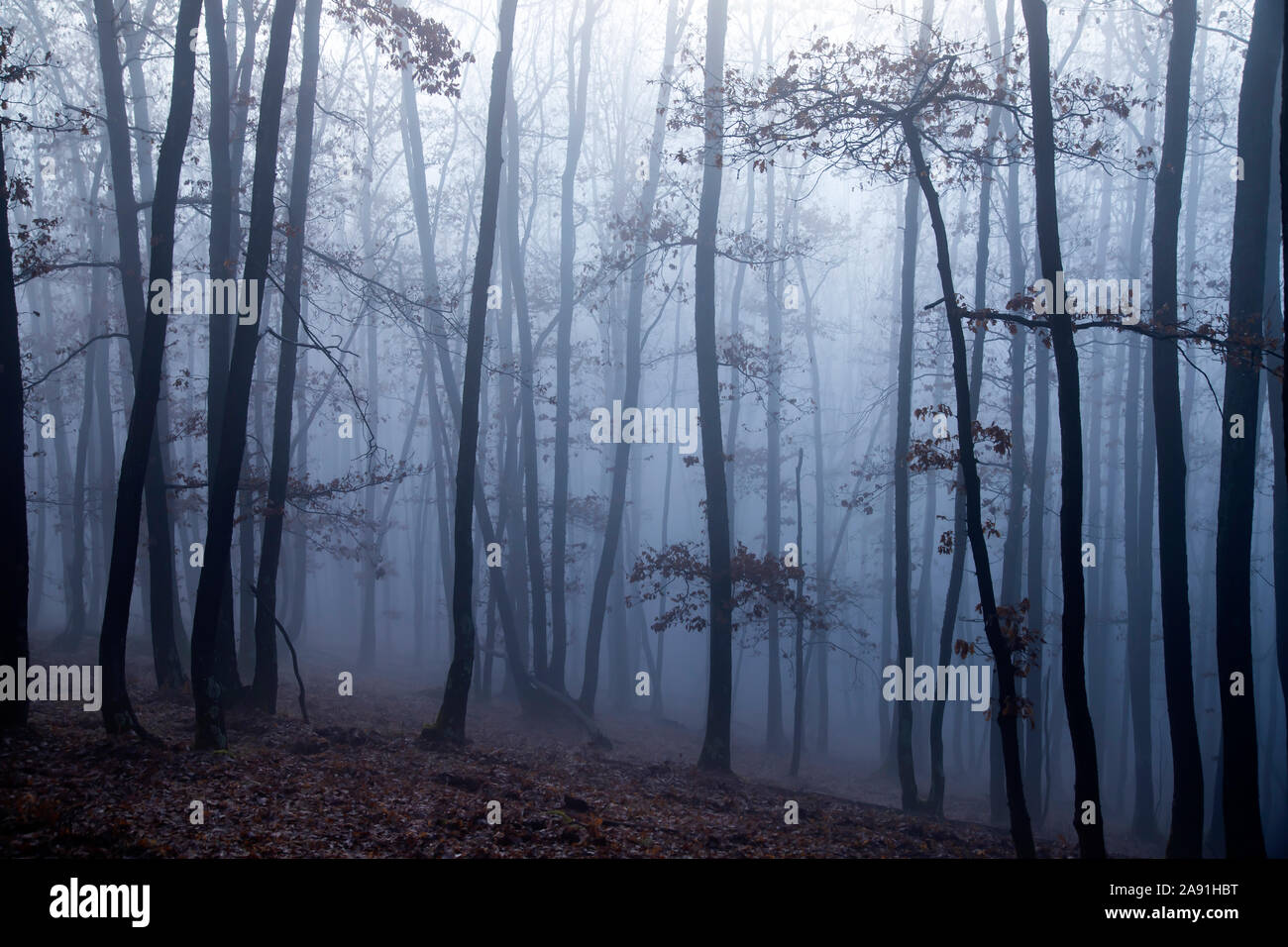 Magic, mysterious forest with trees in fog Stock Photo - Alamy
