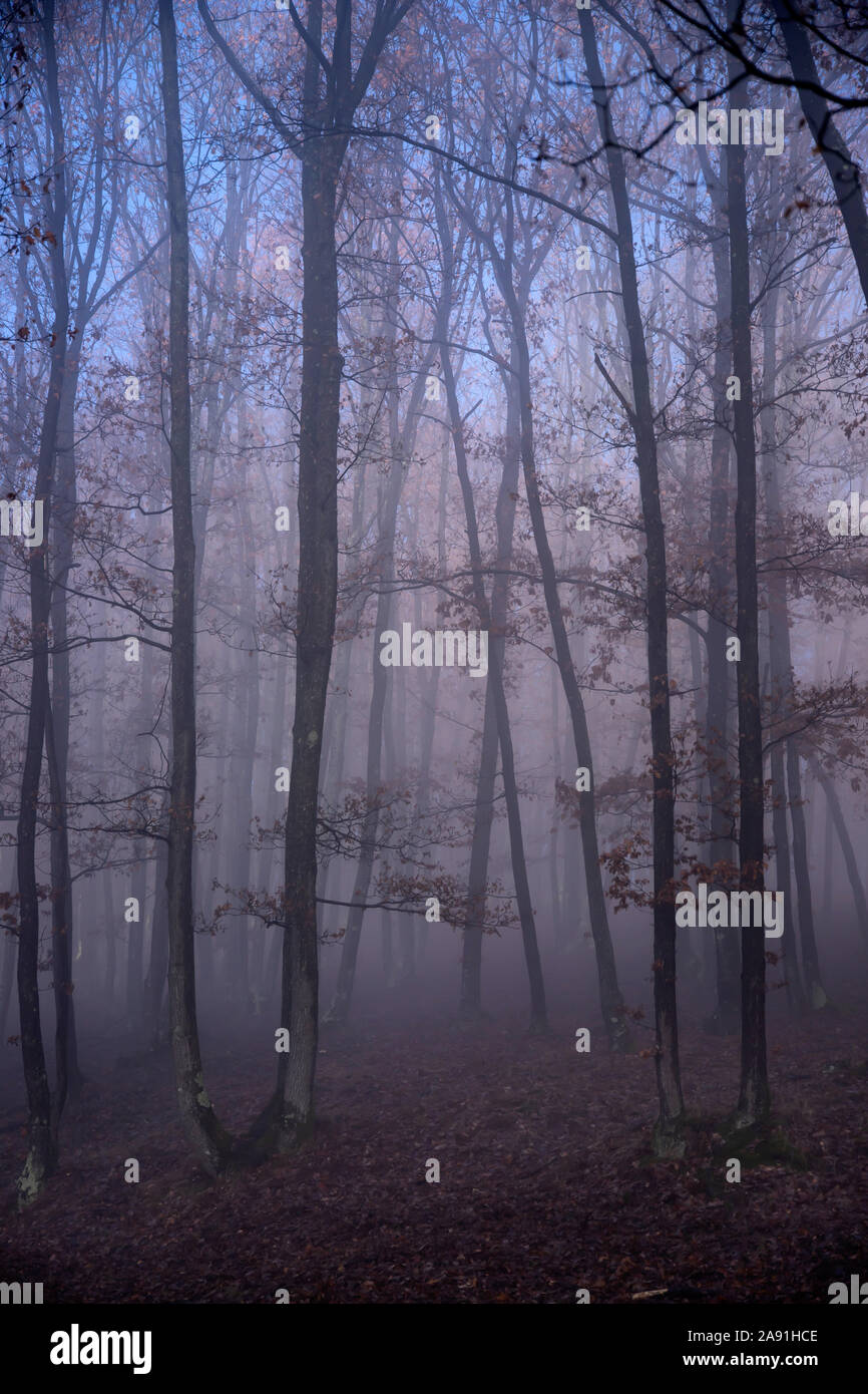 Magic, mysterious forest with trees in fog Stock Photo - Alamy