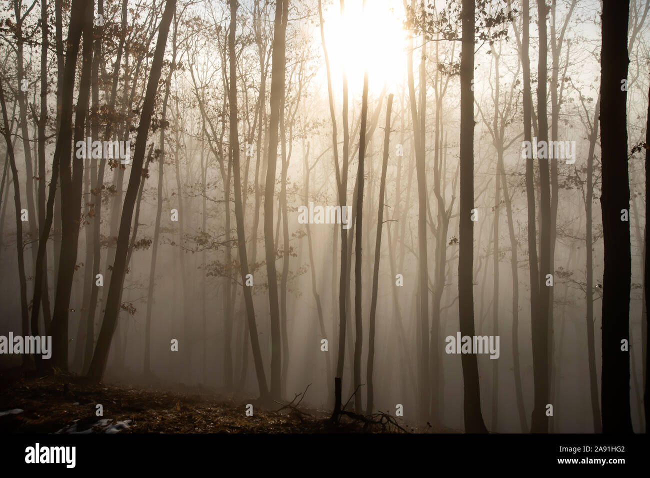 Magic, mysterious forest with trees in fog Stock Photo - Alamy