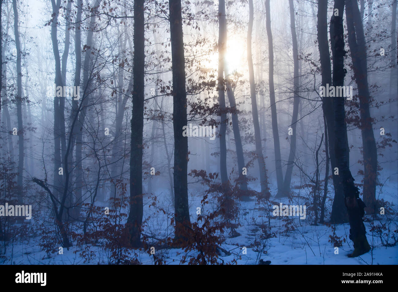 Magic, mysterious forest with trees in fog Stock Photo - Alamy
