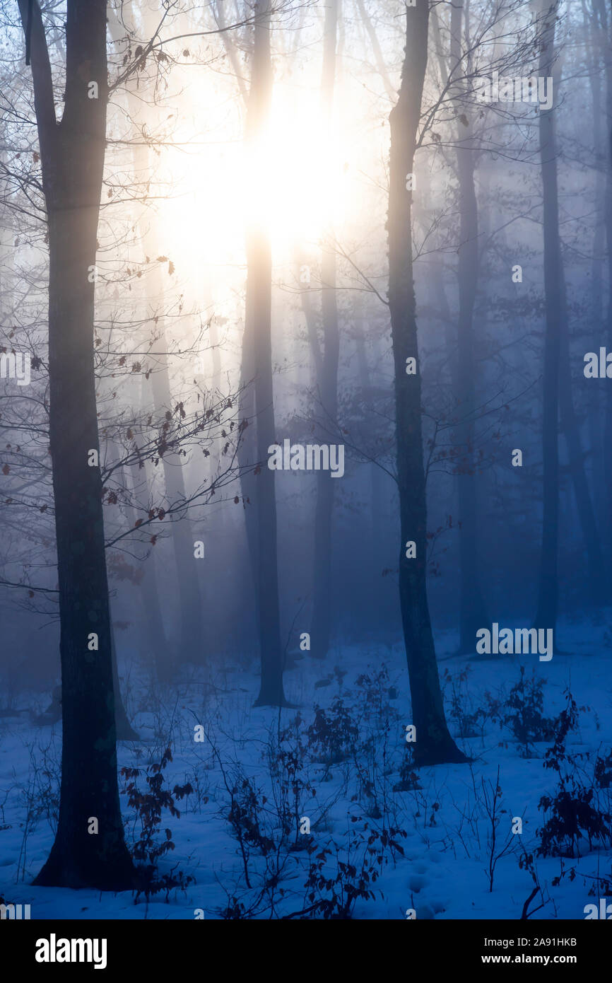 Magic, mysterious forest with trees in fog Stock Photo - Alamy