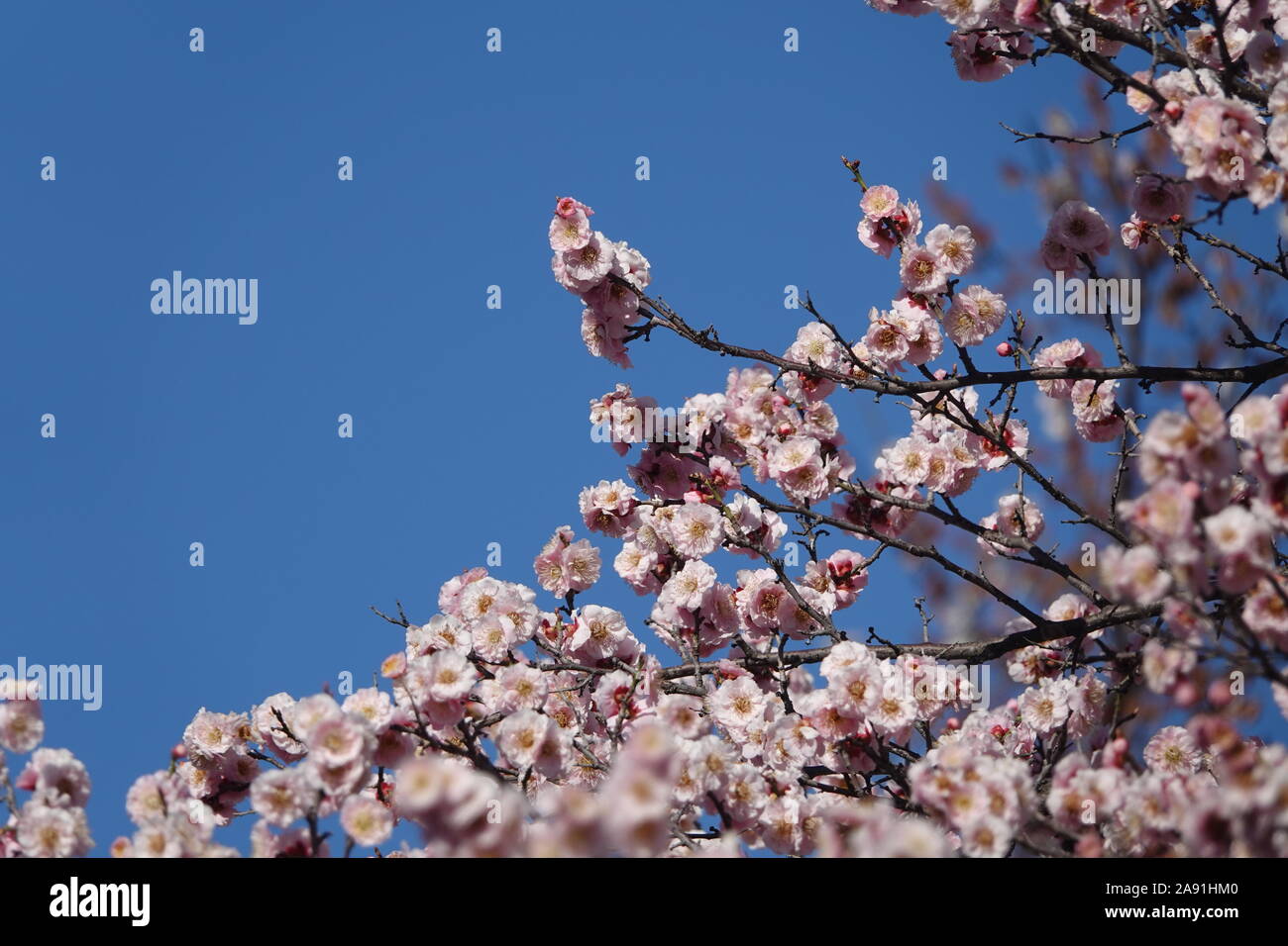Spring in Republic of Korea Stock Photo