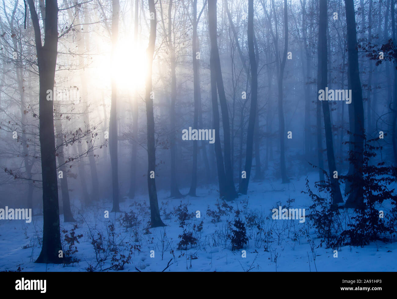Magic, mysterious forest with trees in fog Stock Photo - Alamy