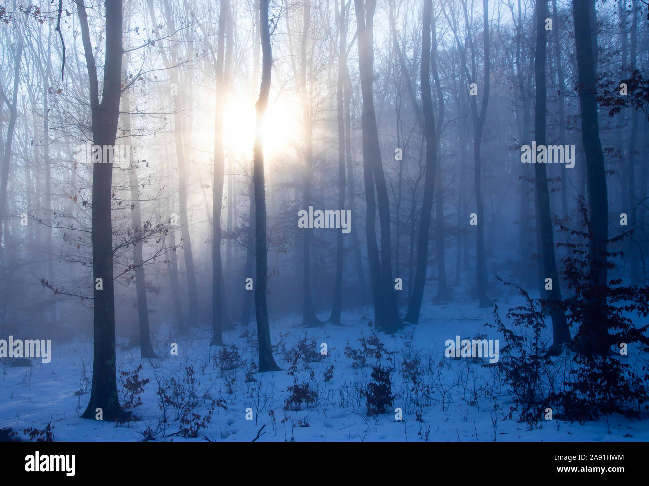 Magic, mysterious forest with trees in fog Stock Photo - Alamy