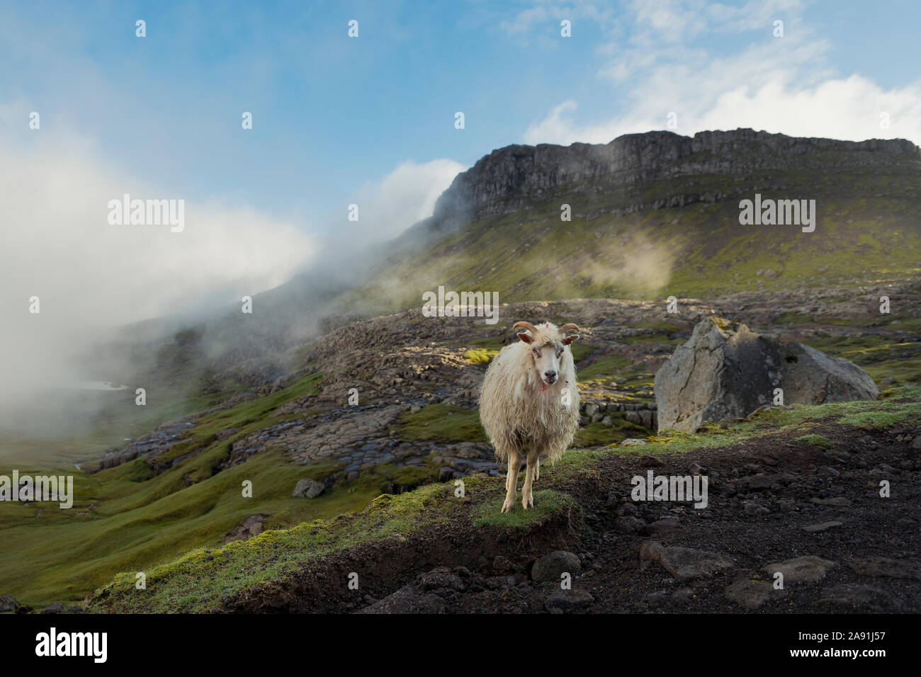 Sheep on meadow Stock Photo
