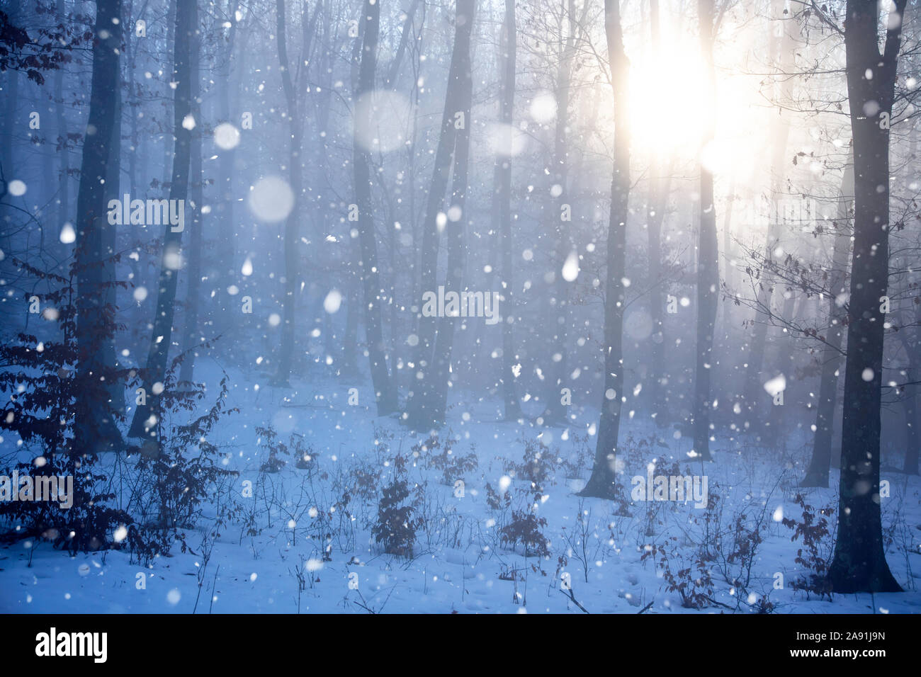 Magic, mysterious forest with trees in fog and snowfall Stock Photo - Alamy