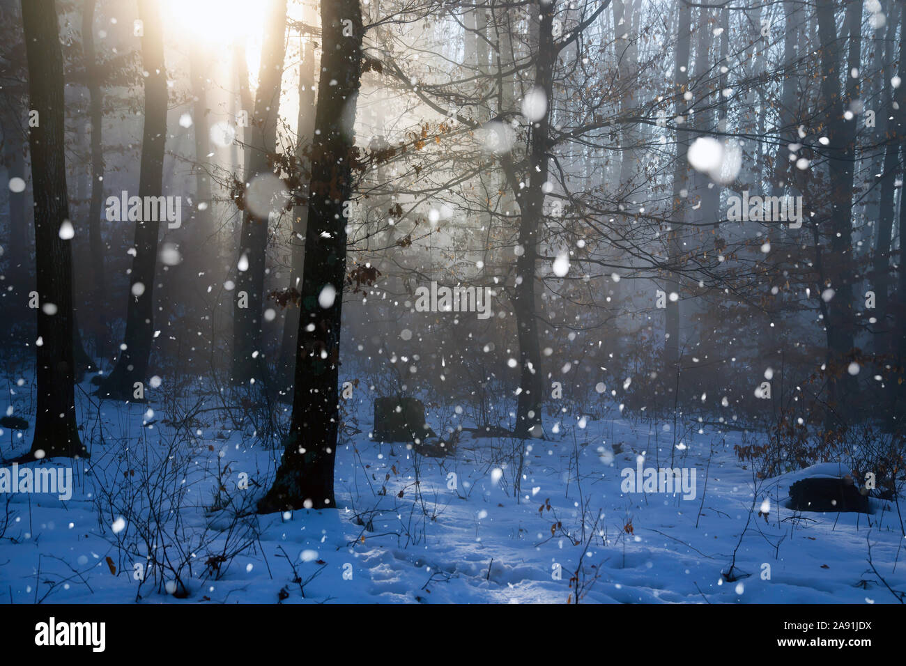 Magic, mysterious forest with trees in fog and snowfall Stock Photo - Alamy