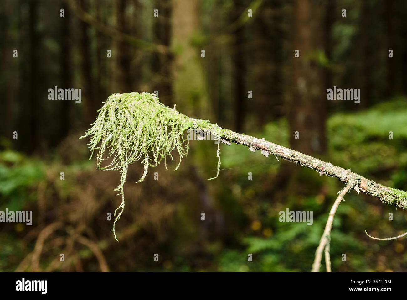 Moss on twig Stock Photo - Alamy