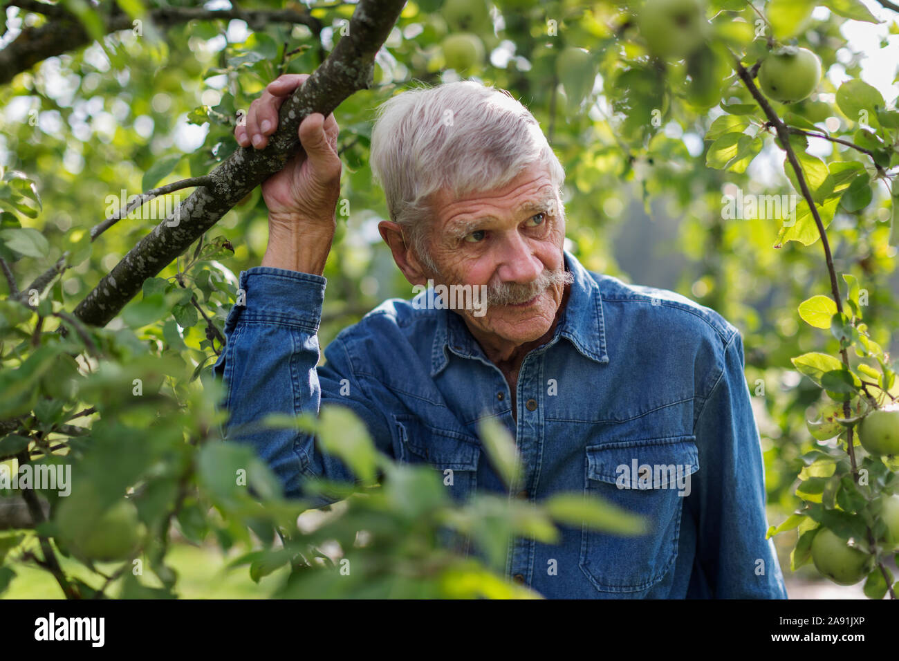 Senior man in garden Stock Photo