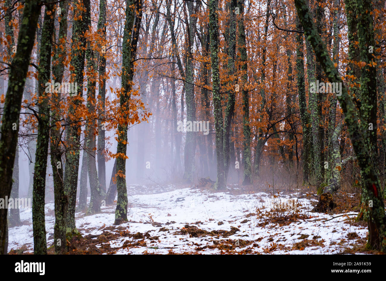 Magic, mysterious forest with trees in fog Stock Photo - Alamy