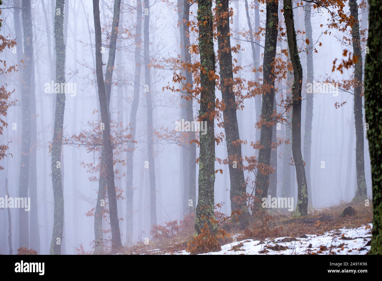 Magic, mysterious forest with trees in fog Stock Photo - Alamy