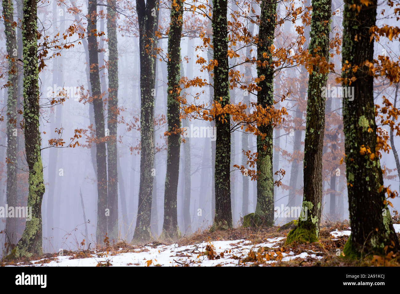 Magic, mysterious forest with trees in fog Stock Photo - Alamy