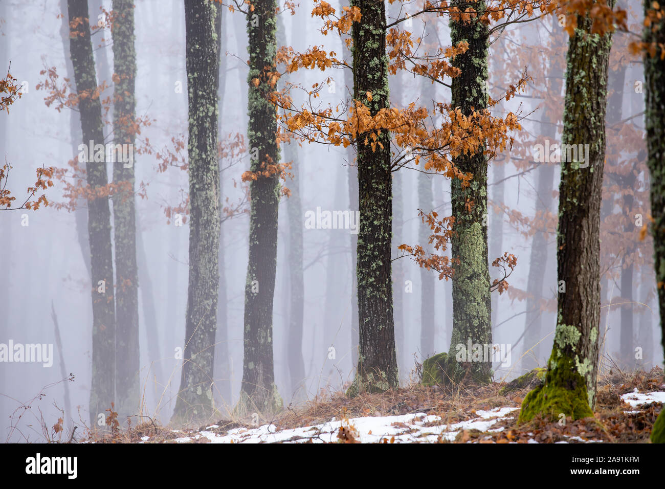Magic, mysterious forest with trees in fog Stock Photo - Alamy