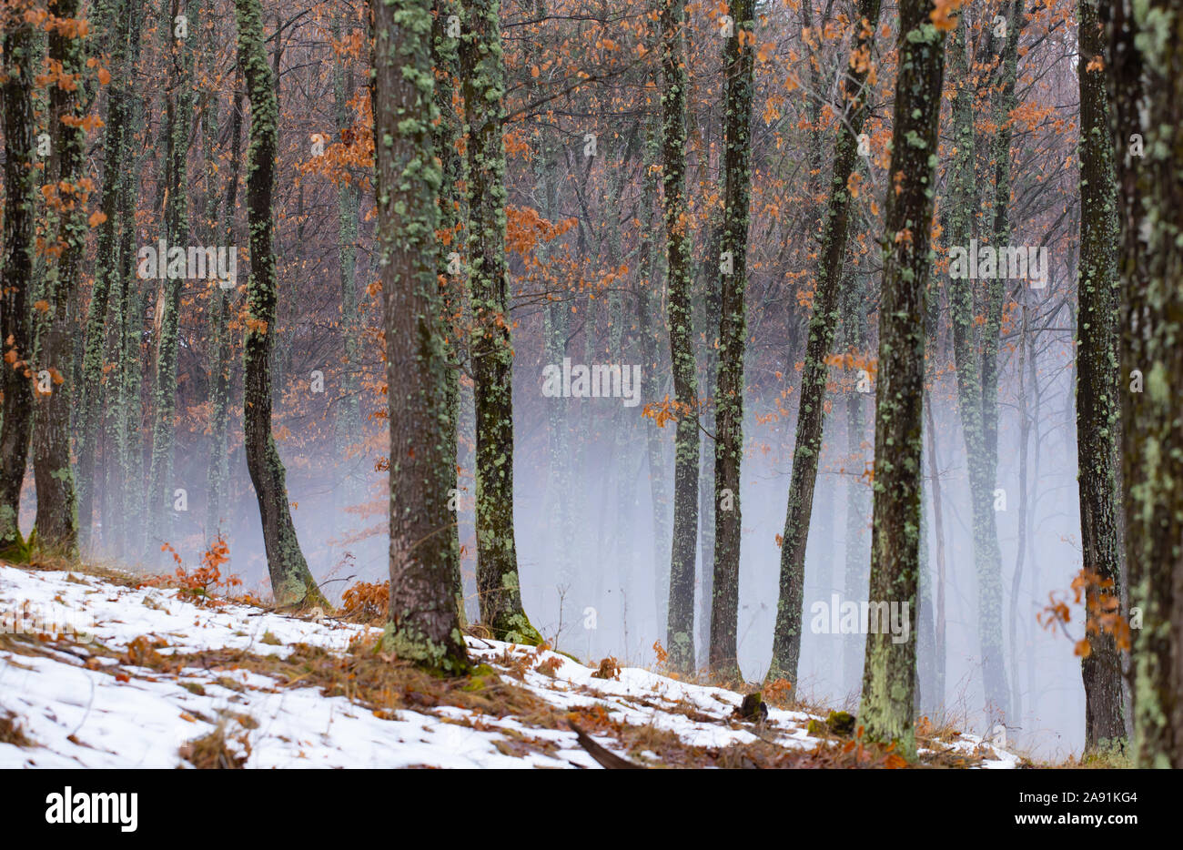 Magic, mysterious forest with trees in fog Stock Photo - Alamy