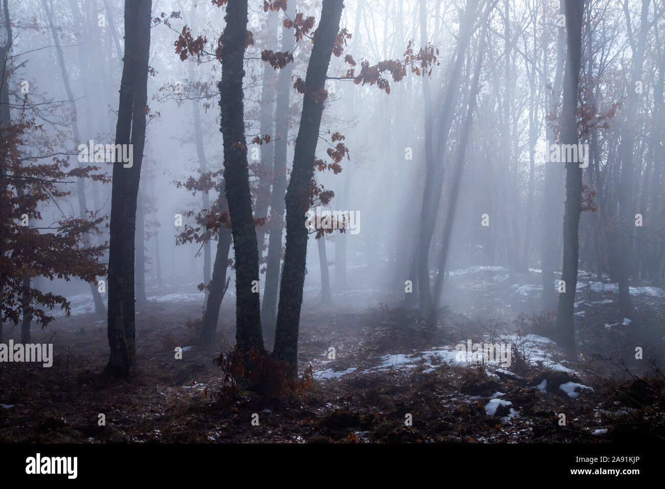 Magic Mysterious Forest With Trees In Fog Stock Photo Alamy