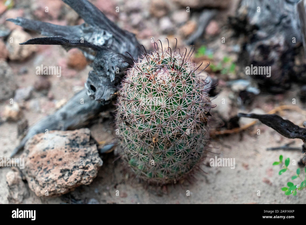Mammillaria armillata baja california sur mexico endemic cactus Stock Photo