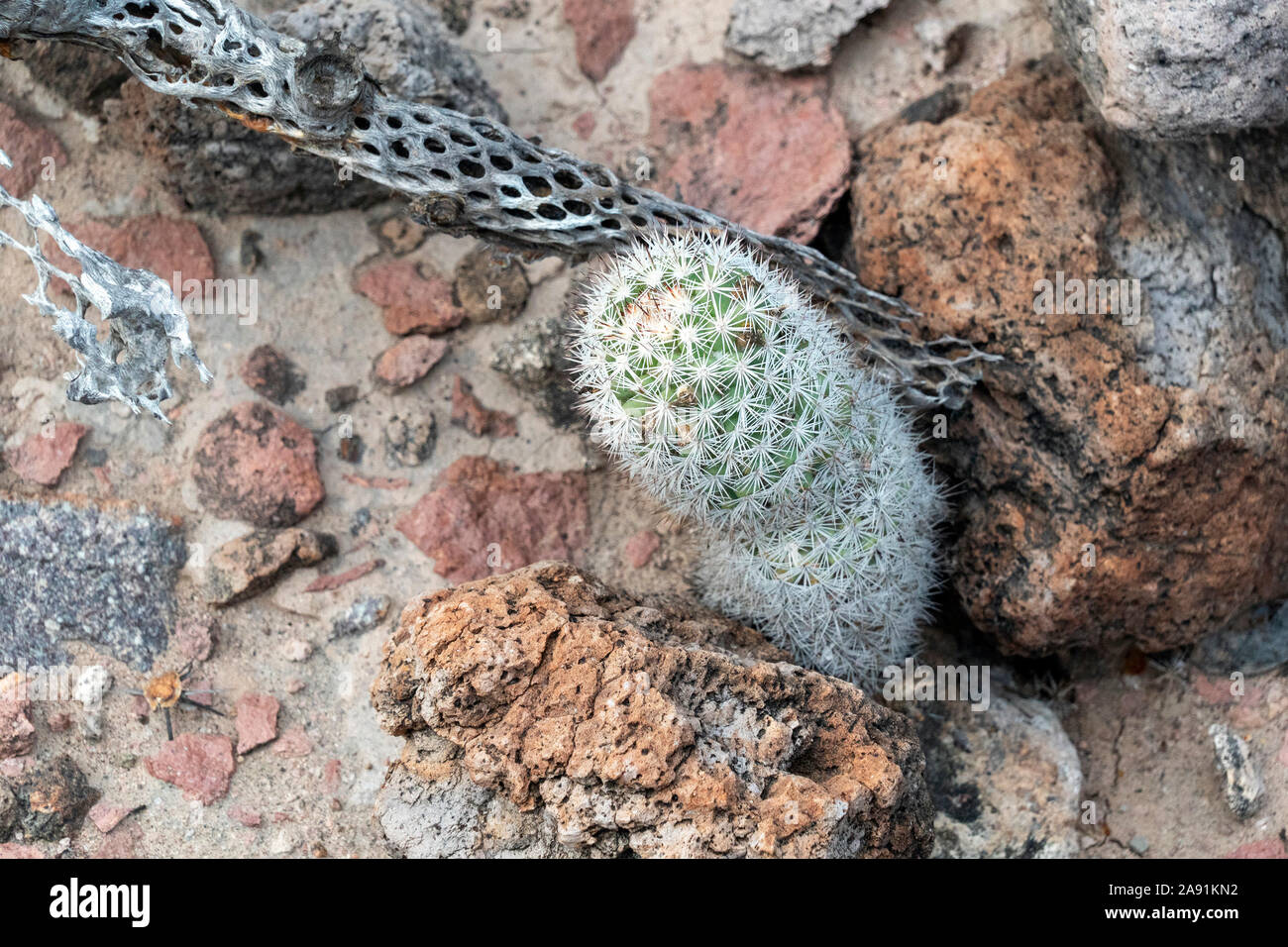 Mammillaria armillata baja california sur mexico endemic cactus Stock Photo