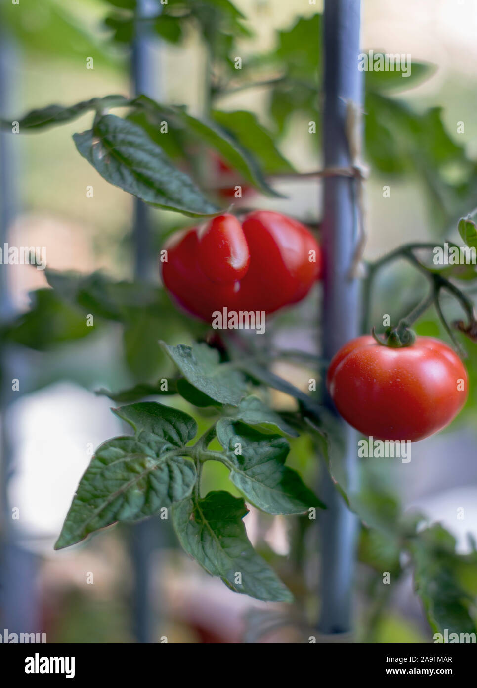 Red tomatoes on tomato plant Stock Photo