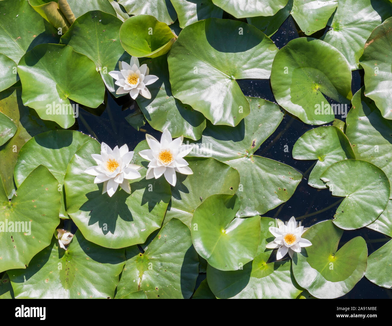 Walking the freshwater Bosherston Lily Ponds near Pembroke in south west Wales. Stock Photo