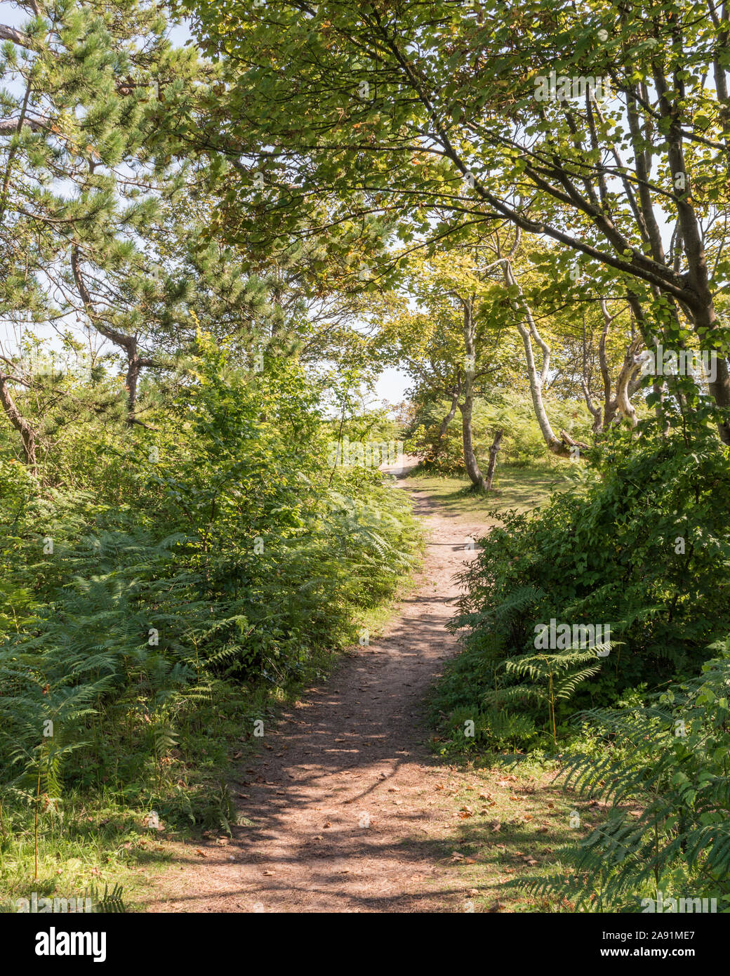 Path through the woods near Stackpole, Pembrokeshire, Wales. Stock Photo