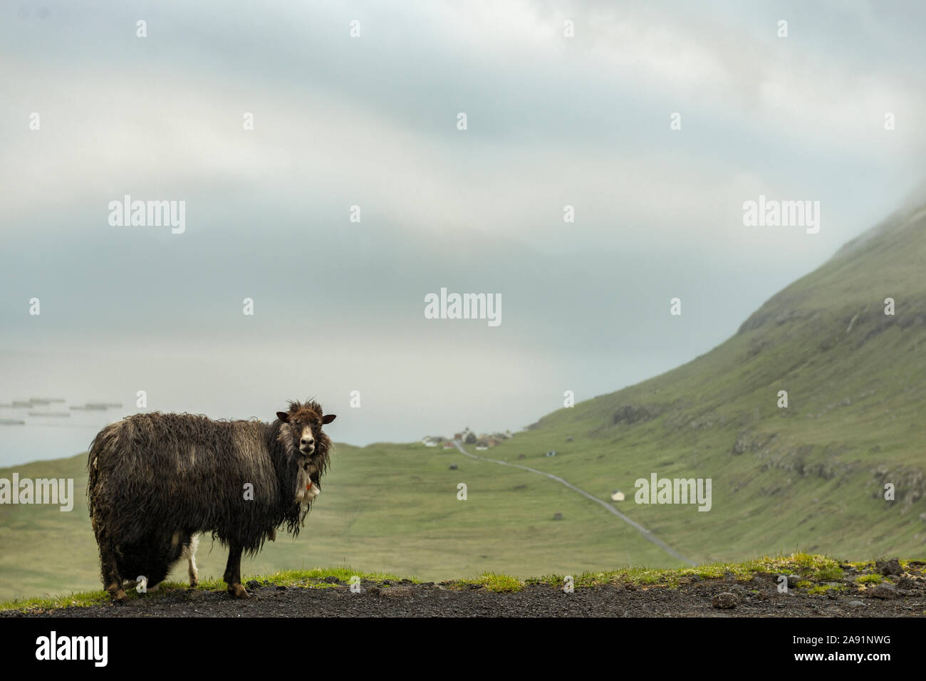 Sheep on meadow Stock Photo - Alamy