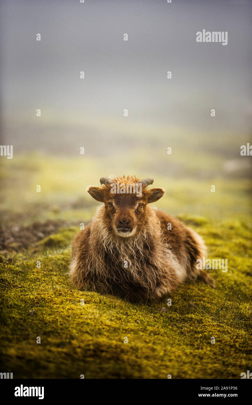 Sheep on meadow Stock Photo