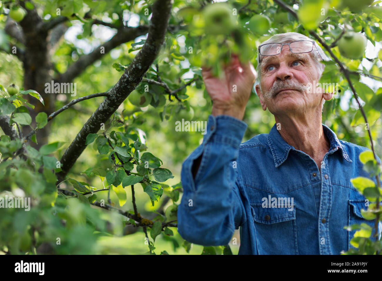 Senior man in garden Stock Photo