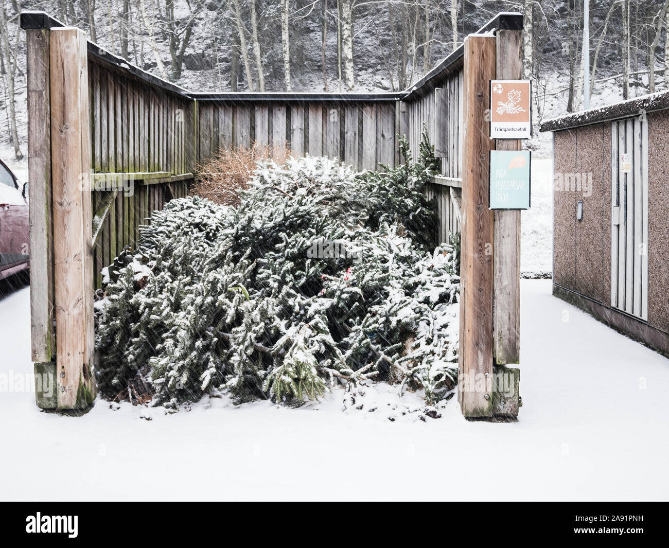 Christmas tree in green waste Stock Photo Alamy