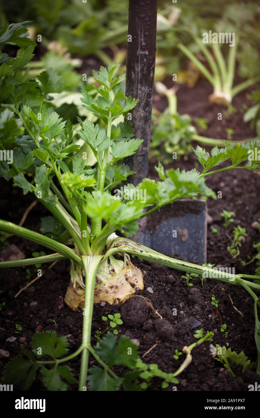 Digging vegetables hi-res stock photography and images - Alamy