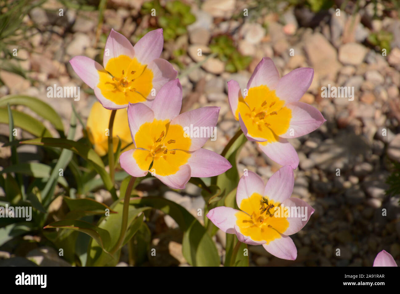 woodland tulips flowers spring symbol, wild tulips pink and yellow colored in the spring sun Stock Photo