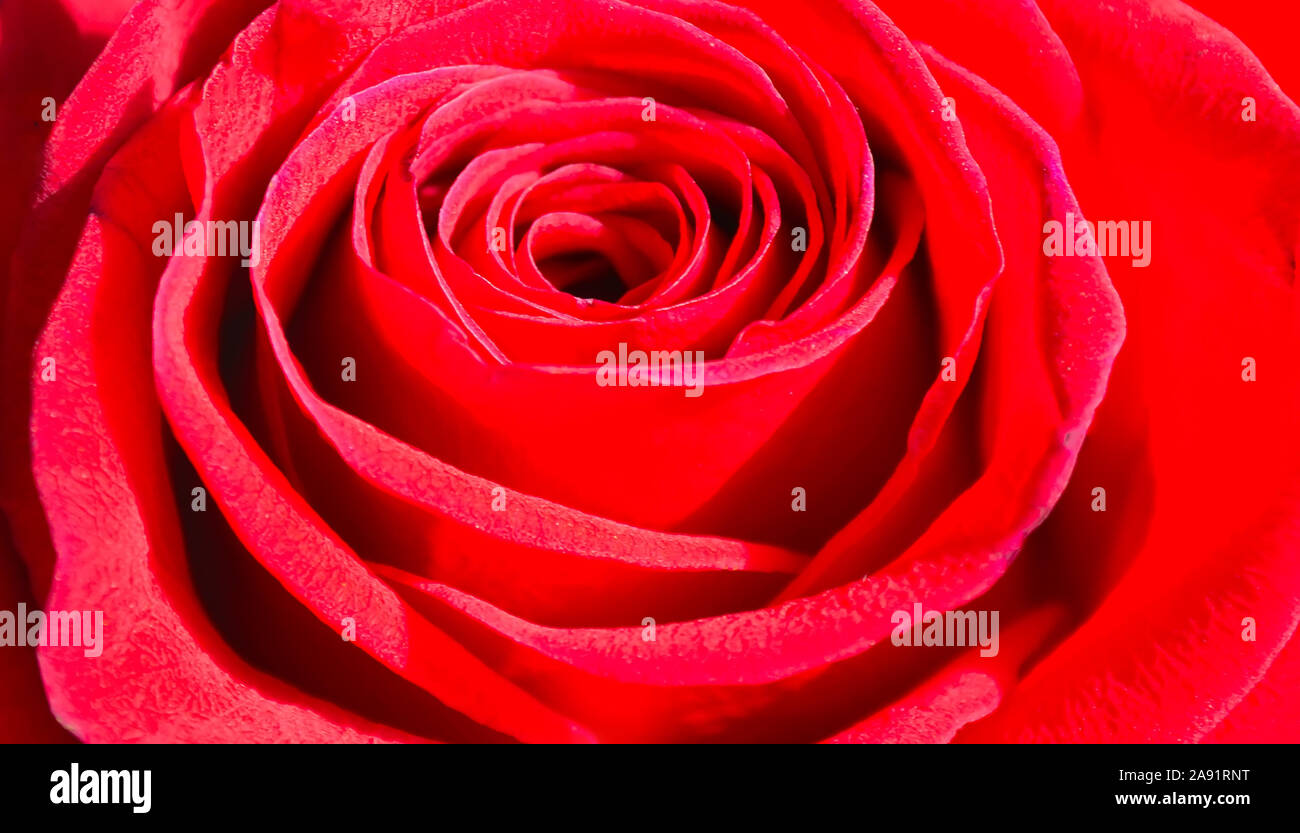 Red rose close-up. Rose background and texture photography Stock Photo ...