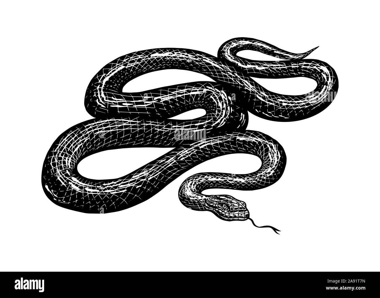 Python in Vintage style. Serpent or poisonous viper snake. Engraved hand drawn old reptile sketch for Tattoo, sticker or logo or t-shirts. Stock Vector