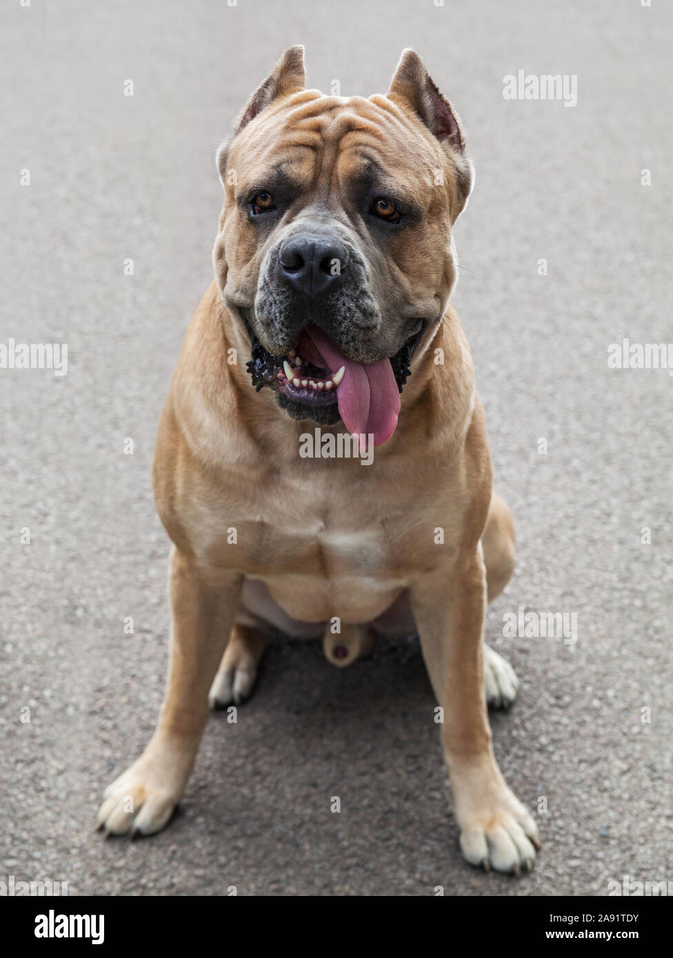 cane de corso dog