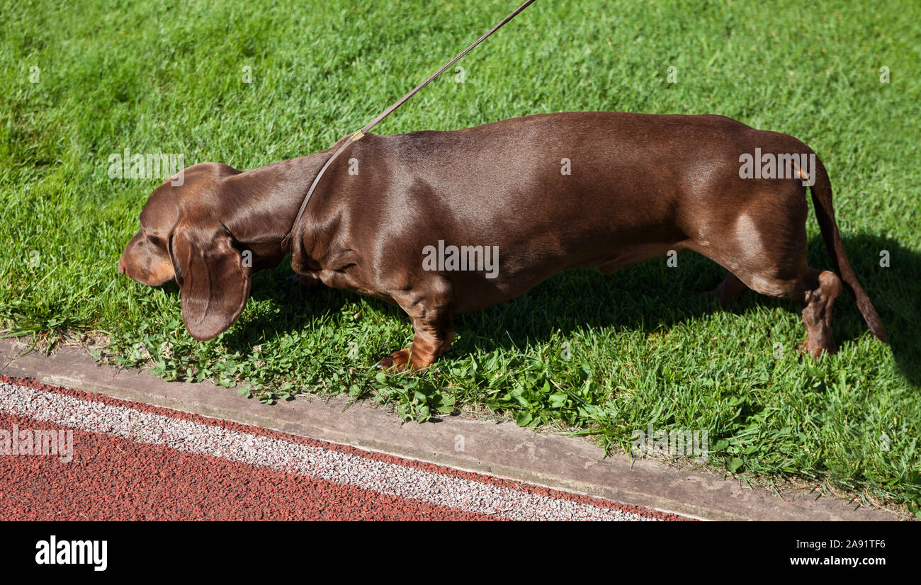 Taksa hi-res stock photography and images - Alamy