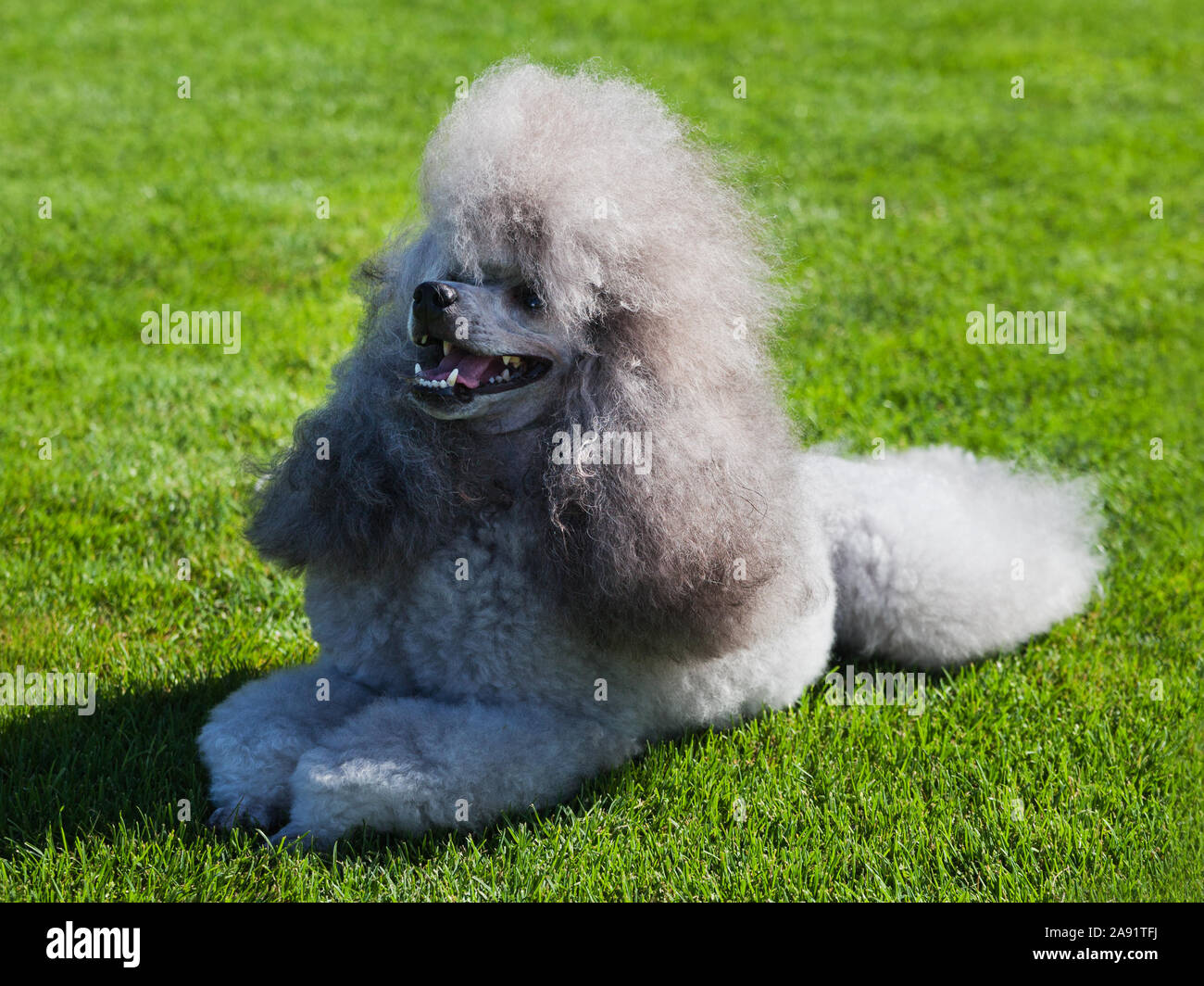 Standard Poodle dog on lawn Stock Photo - Alamy