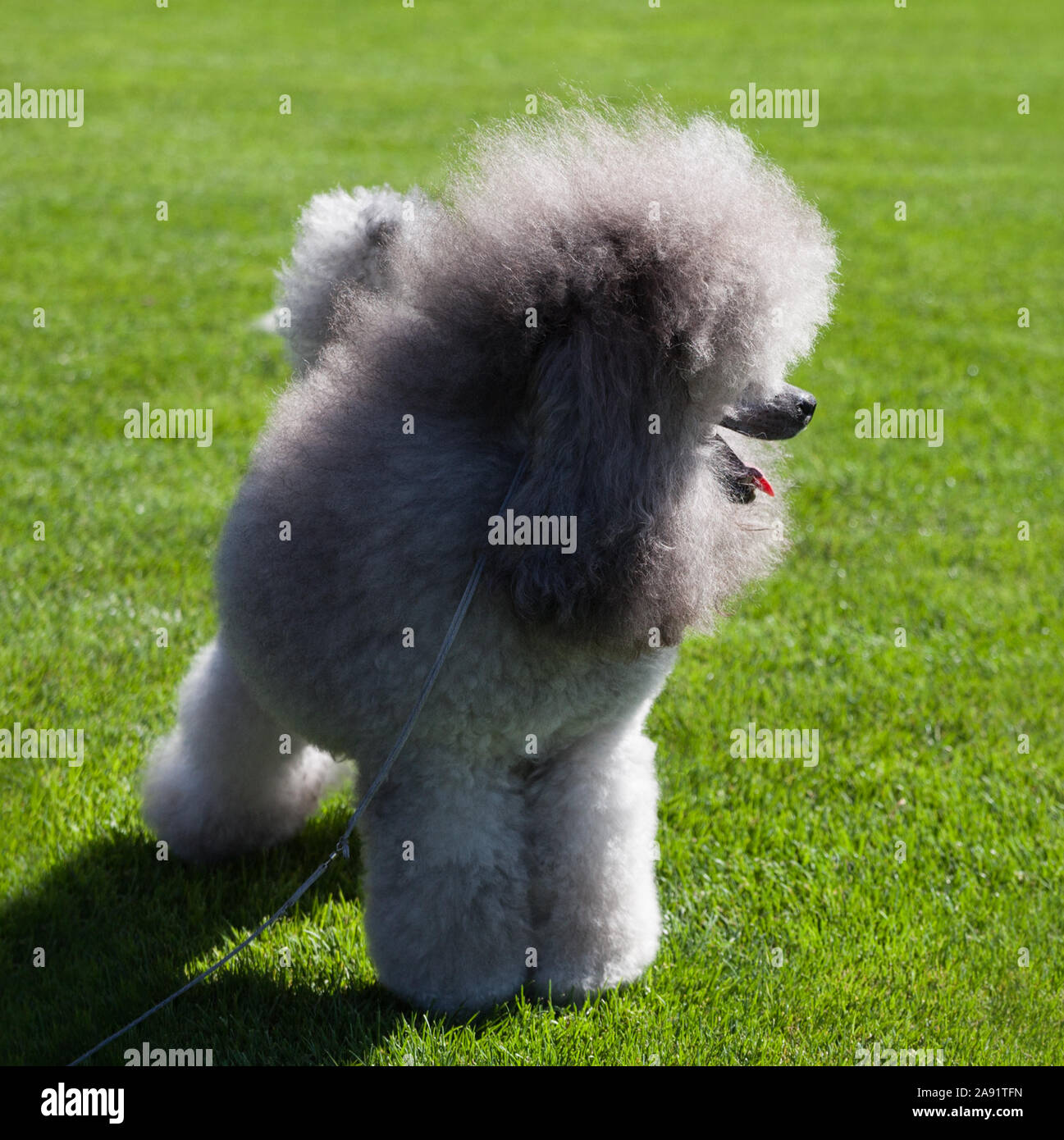 Standard Poodle dog on lawn Stock Photo - Alamy