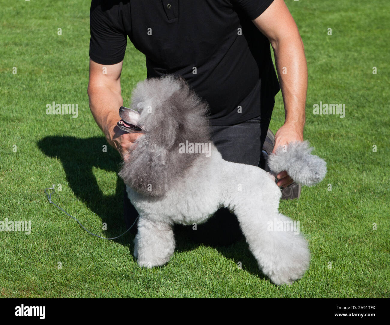 Standard Poodle dog on lawn Stock Photo - Alamy